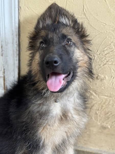Gsd long coat male puppies 3 months old for sale 4