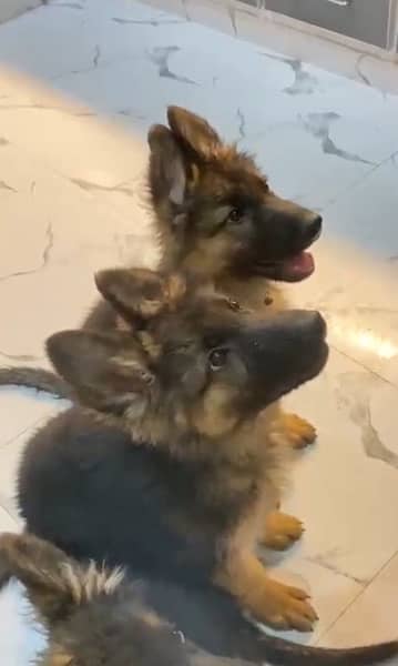 Gsd long coat male puppies 3 months old for sale 5