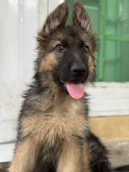 Gsd long coat male puppies 3 months old for sale 6
