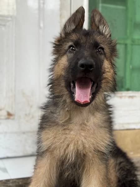 Gsd long coat male puppies 3 months old for sale 7