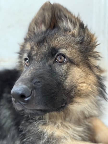 Gsd long coat male puppies 3 months old for sale 8