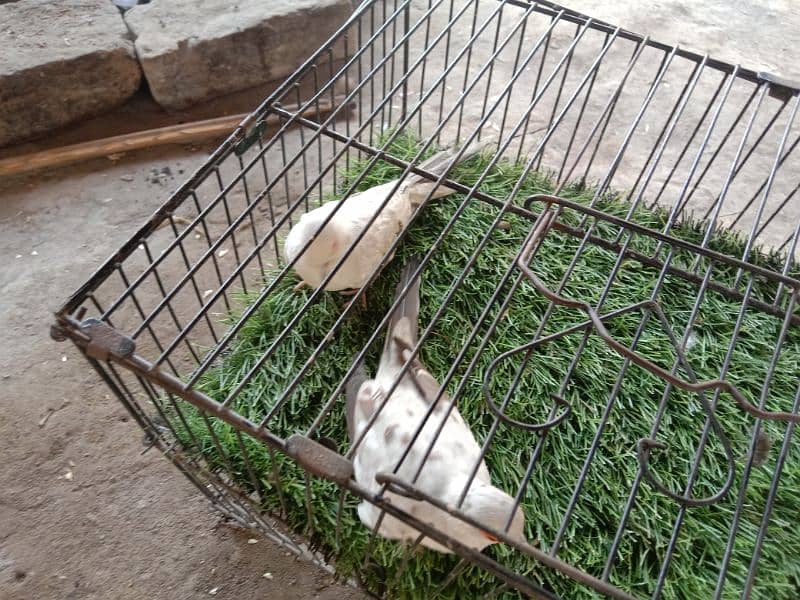 high quality dove pair for sale 12