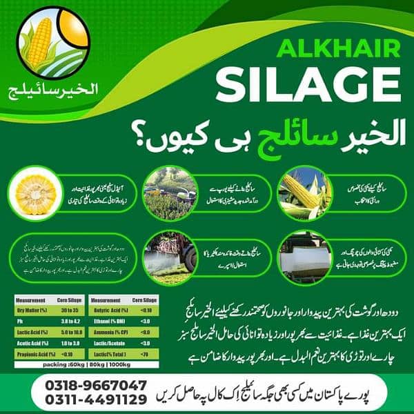 Pure Corn Silage Available 5