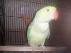 Green Pahari parrots Age 6 to 7 months for sale