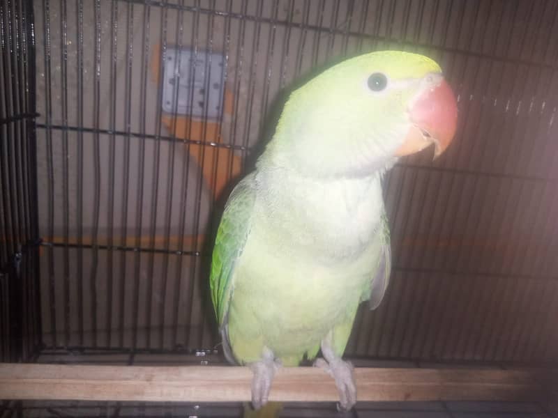 Green Pahari parrots Age 6 to 7 months for sale 0