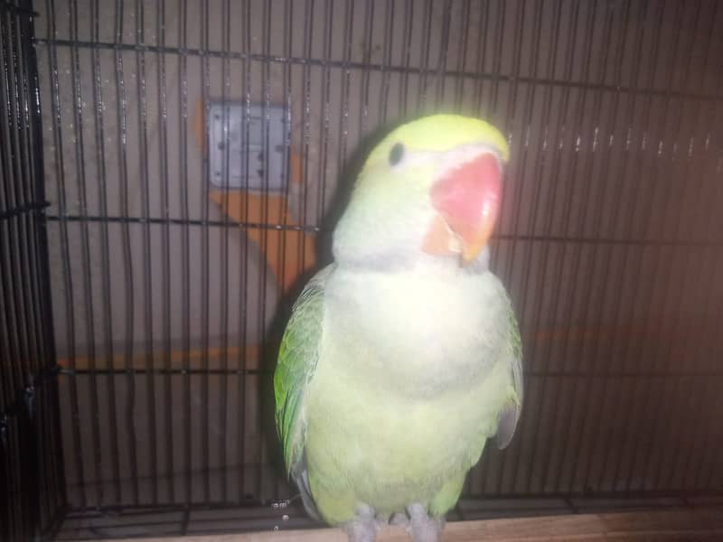 Green Pahari parrots Age 6 to 7 months for sale 1