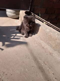 Black Kitten 2 Months old