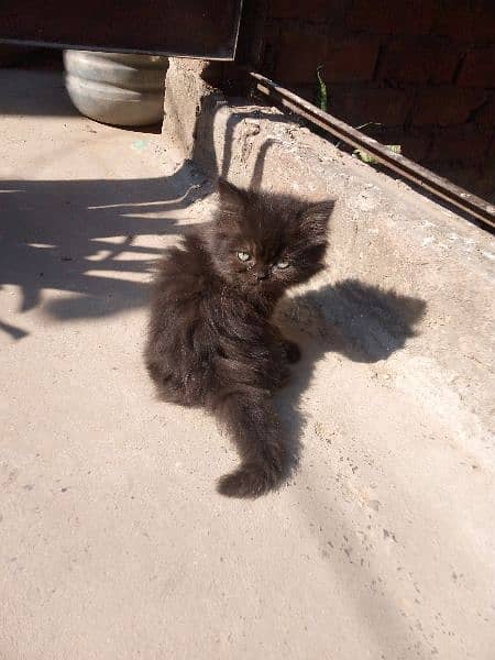 Black Kitten 2 Months old 1