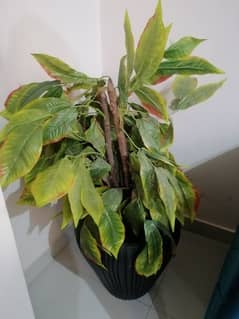 artificial plant with Pot in good condition