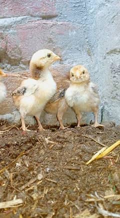 Sindhi Aseel Chicks