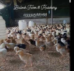 Golden Misry chicks Available,