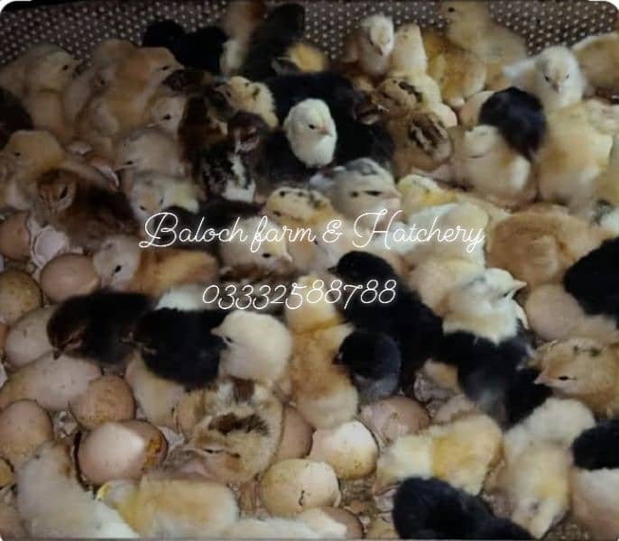 Golden Misry chicks Available, 2