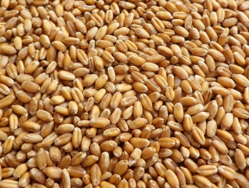 Organic Wheat (گندم) 0