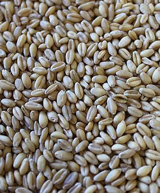 Organic Wheat (گندم) 3