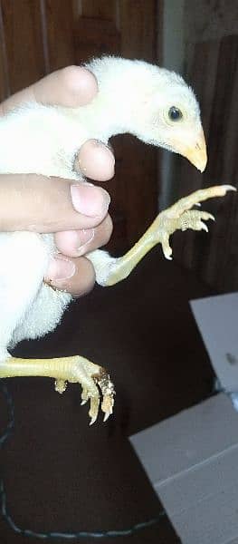 selling a Heera chick 3