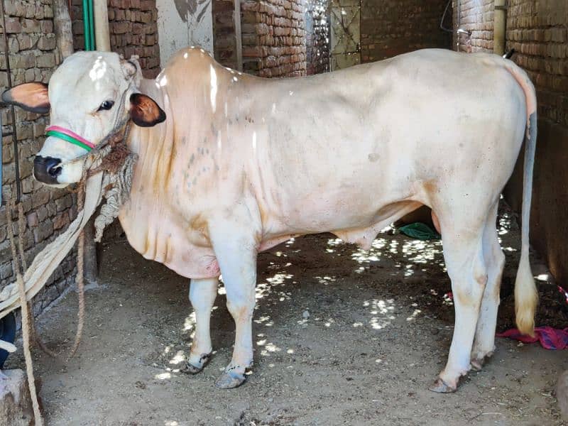 white cow male 3 year old 2
