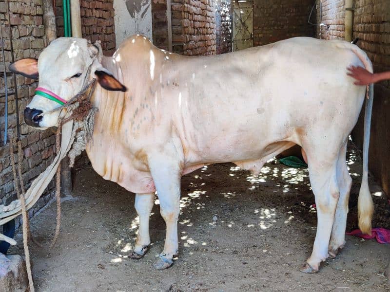 white cow male 3 year old 3