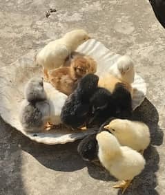 10 Pure Aseel Chicks for Sale