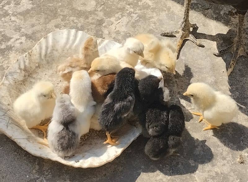 10 Pure Aseel Chicks for Sale Rs. 750 per chick 1