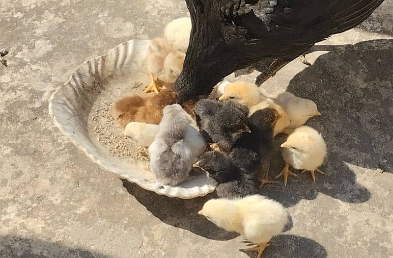 10 Pure Aseel Chicks for Sale Rs. 750 per chick 2