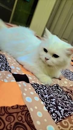 Pure persian cat full daim with Grey eyes
