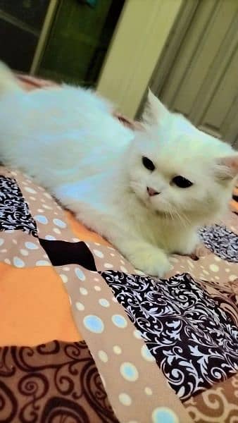 Pure persian cat full daim with Grey eyes 0