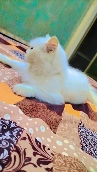 Pure persian cat full daim with Grey eyes 1