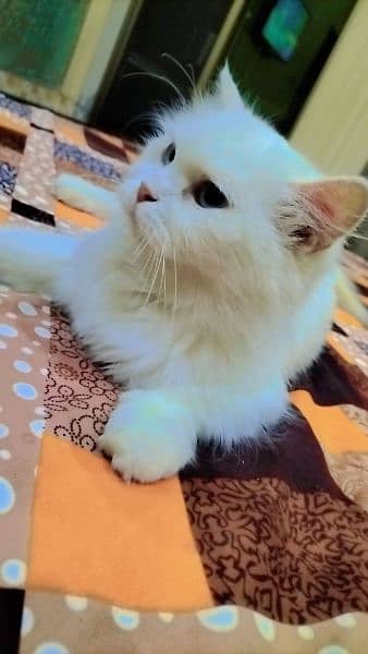 Pure persian cat full daim with Grey eyes 3