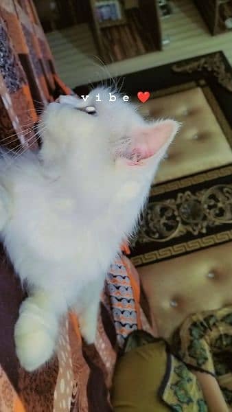 Pure persian cat full daim with Grey eyes 4