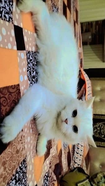 Pure persian cat full daim with Grey eyes 5