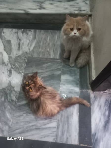 Male cat milo & female cat jerry 3