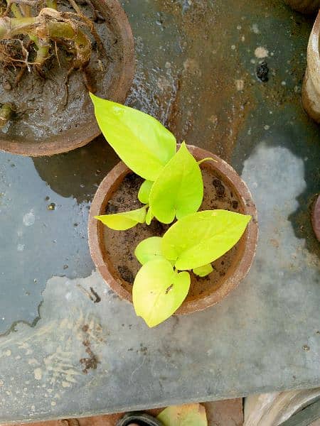 beautiful  broken heart and yellow and pink money plant 5