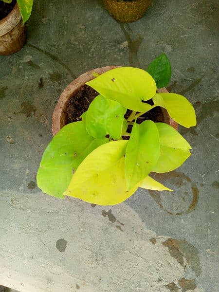 beautiful  broken heart and yellow and pink money plant 6