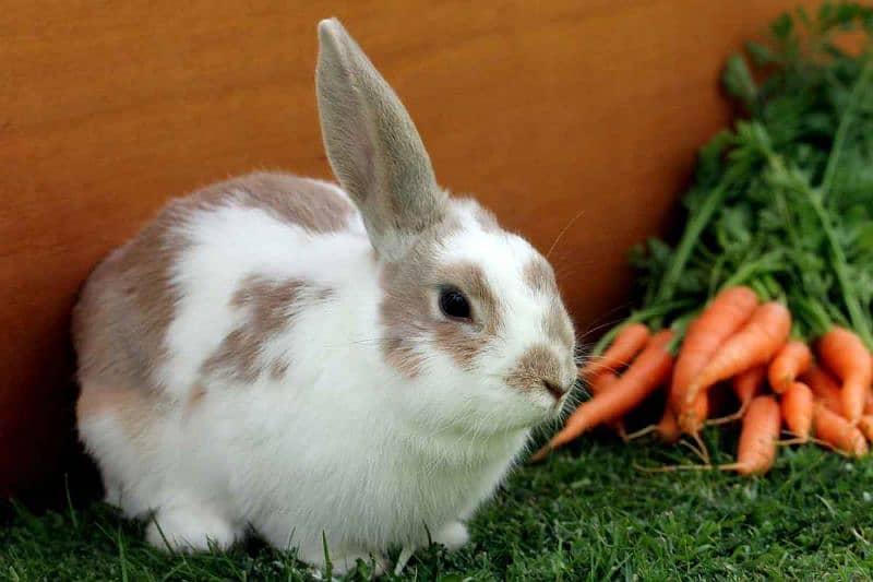healthy rabbits are available for sale 3