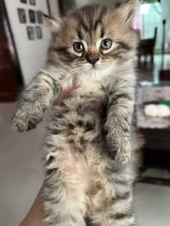 Male kitten For Sale