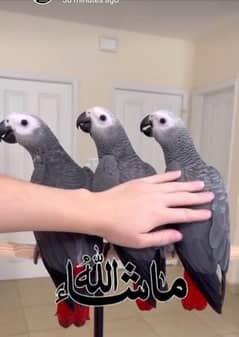 African grey salf DNA k sath male female available