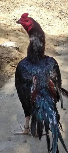 lasanii bird for sale