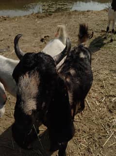 Desi Bakera / Goat for the sale . . .