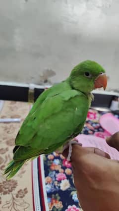 Green ringneck Chicks and Adult Female