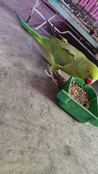 Green ringneck Chicks and Adult Female 2