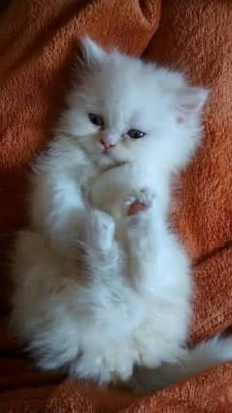 Persian kitten punch face 1