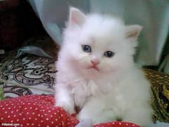 Persian kitten punch face