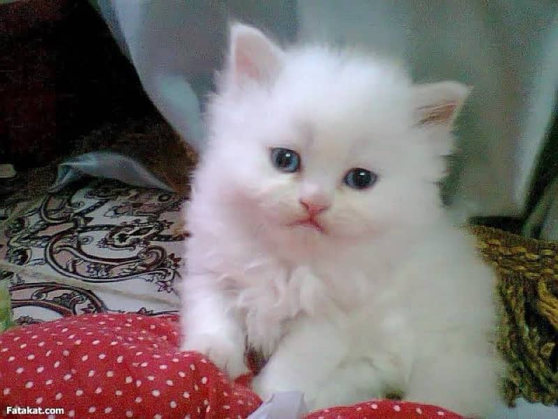 Persian kitten punch face 0