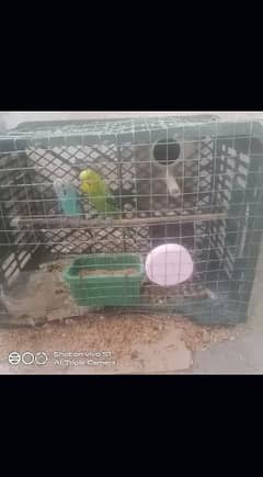 cage box pair ande