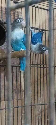 Breader pair Blue Fisher for sale ,Nail ,tail ,flying healthy