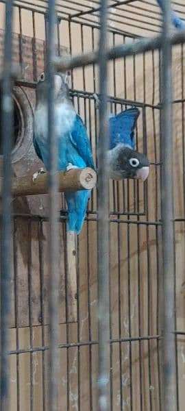 Breader pair Blue Fisher for sale ,Nail ,tail ,flying healthy 2