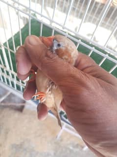 Half Orange finches