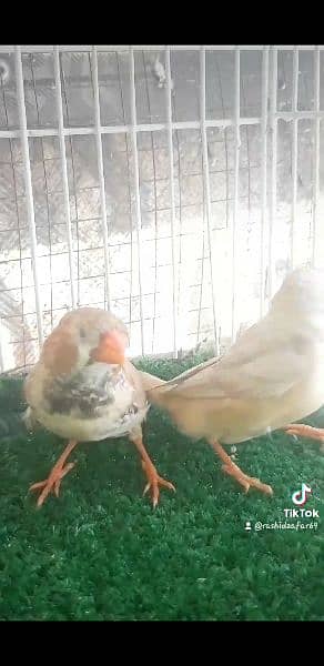 Half Orange finches 5