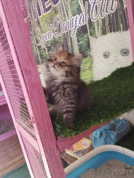 Persian kittens available for sale 8