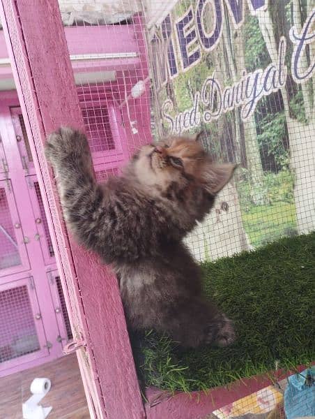 Persian kittens available for sale 10